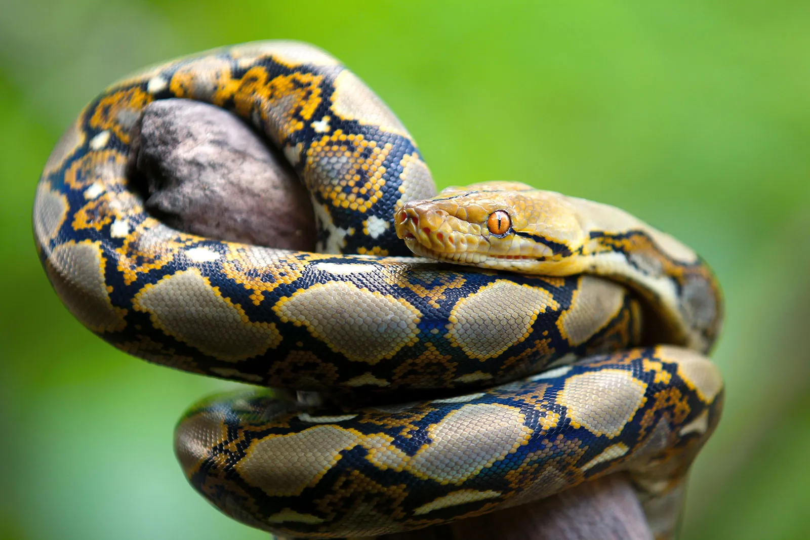 Why Python is (and isn't) Fast